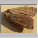 Noctua comes - Breitfluegelige Bandeule 01.jpg